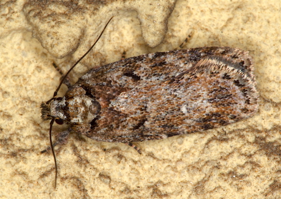 Aiuto id. Elachistidae - Depressaria cfr. albipunctella